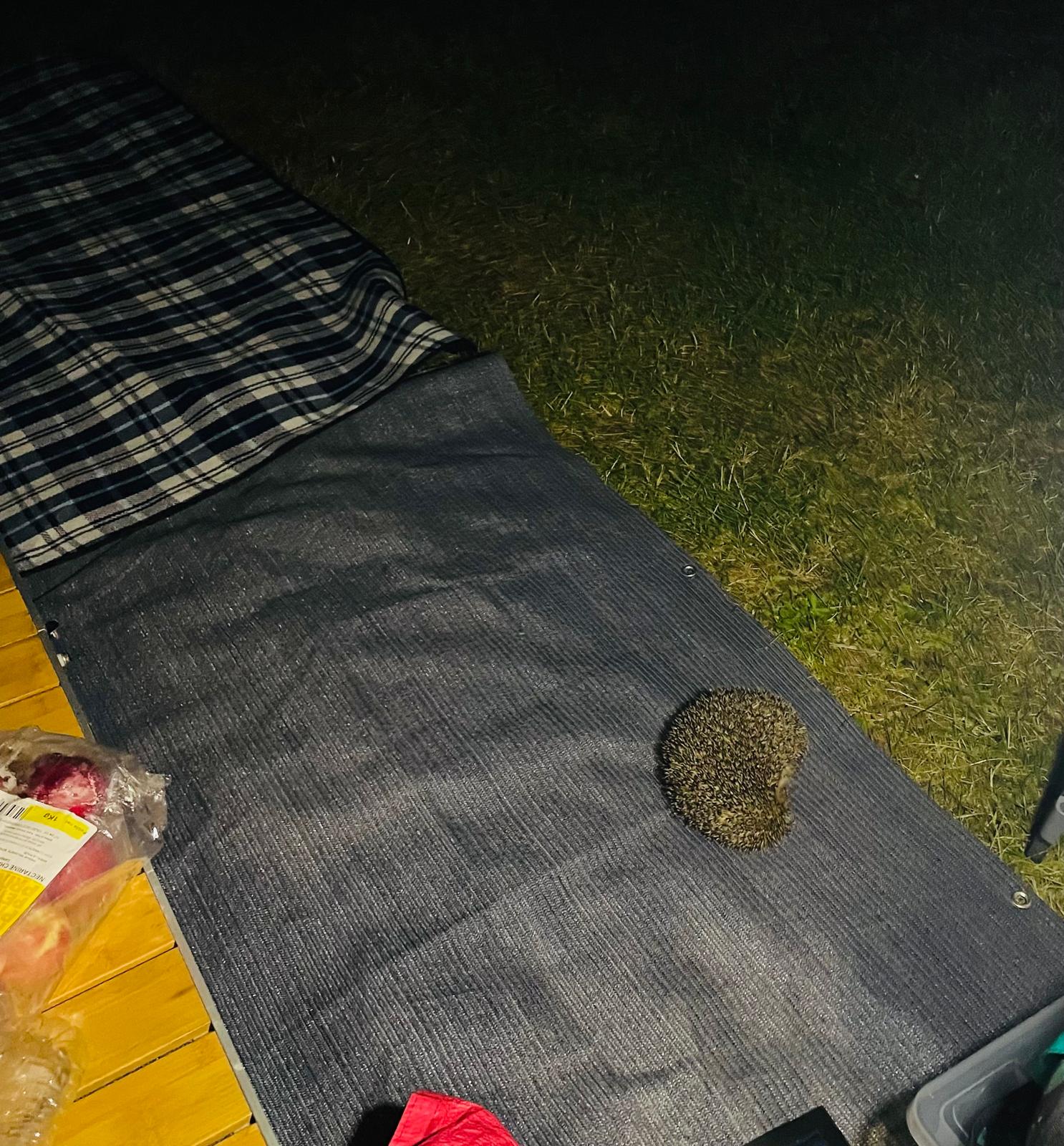 A hedgehog on the groundsheet beside the campervan step at night in the High Velay.
